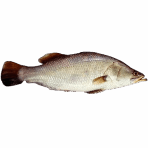 盲曹