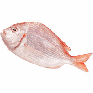 紅立魚