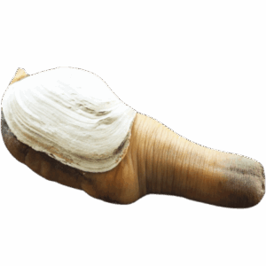 象拔蚌